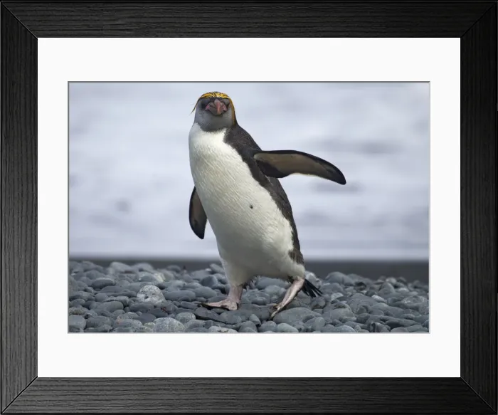 Framed Print : Royal Penguin walking on beach
