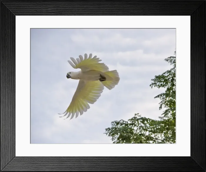 Framed Print : Sulpher crested cockatoo in flight