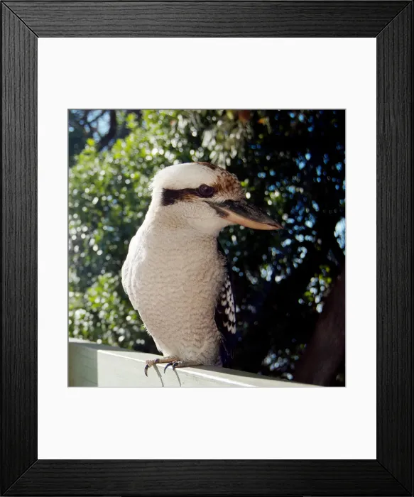 Framed Print : Kookaburra with head turned to the side Framed Print : Kookaburra with head turned to the side