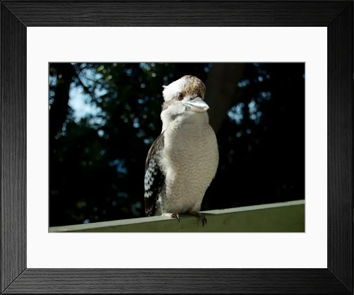 Framed Print : Kookaburra perched on railing