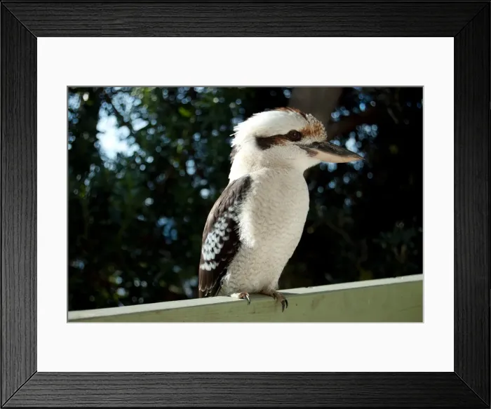 Framed Print : Kookaburra in profile perched on railing