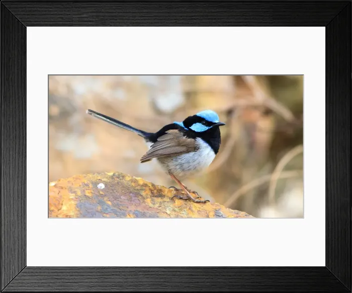 Framed Print : Male Superb Fairywren in Canberra Framed Print : Male Superb Fairywren in Canberra