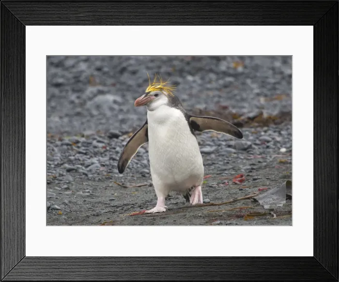 Framed Print : Royal Penguin walking on grey beach