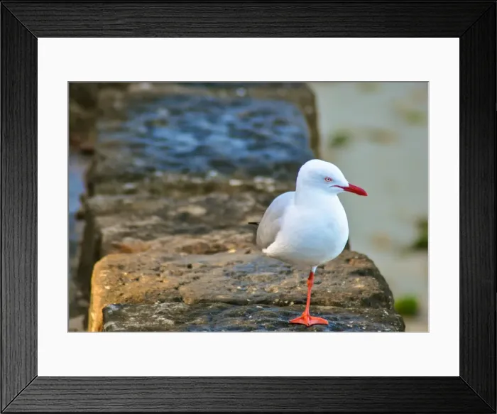 Framed Print : one legged sea gull