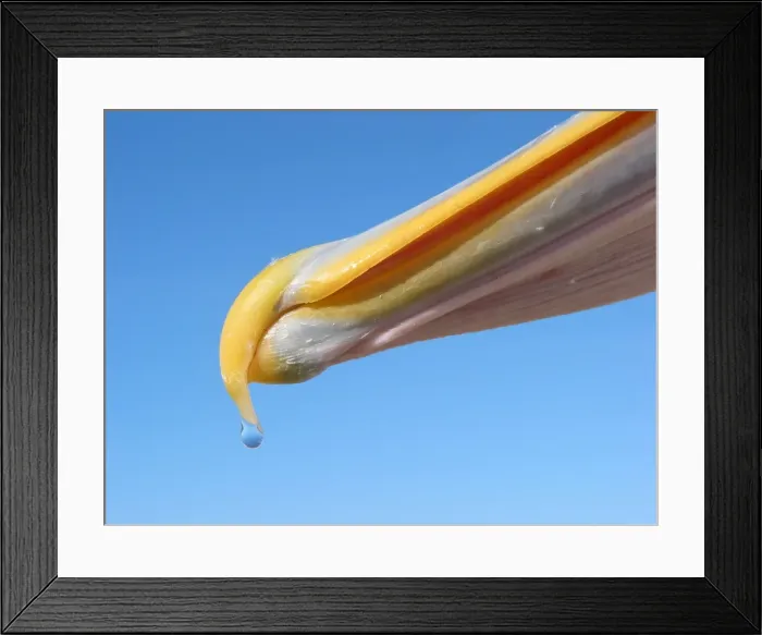 Framed Print : Water dripping off a pelican beak. Australia Framed Print : Water dripping off a pelican beak. Australia