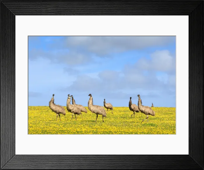 Framed Print : Emus. Eyre Peninsula. South Australia Framed Print : Emus. Eyre Peninsula. South Australia