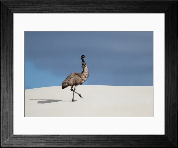 Framed Print : Emu in a sand dune. Eyre Peninsula. Australia