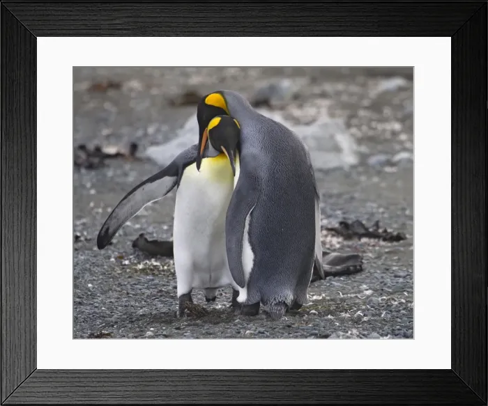 Framed Print : King Penguins courting