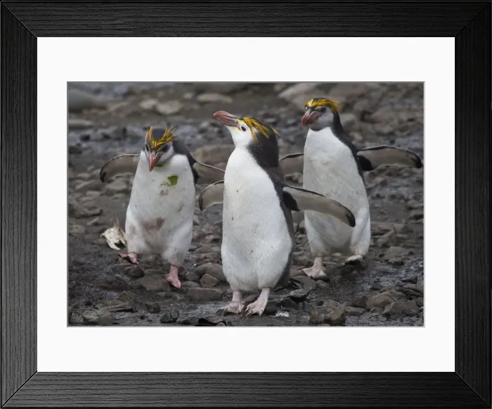 Framed Print : Three Royal Penguins on beach Framed Print : Three Royal Penguins on beach