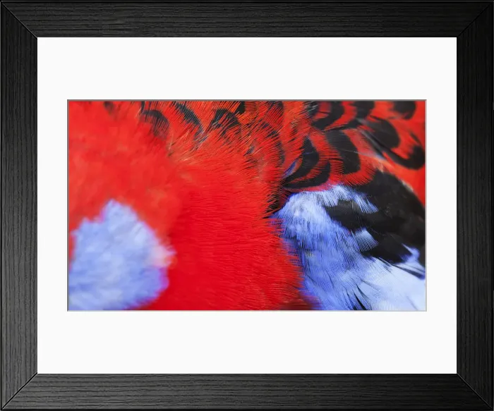 Framed Print : Crimson Rosella red, black and blue feathers Framed Print : Crimson Rosella red, black and blue feathers