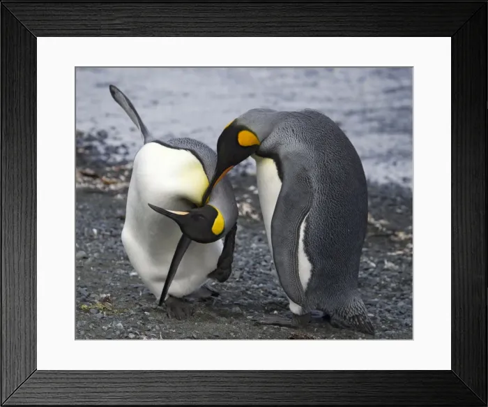 Framed Print : Penguins head over heels in love Framed Print : Penguins head over heels in love