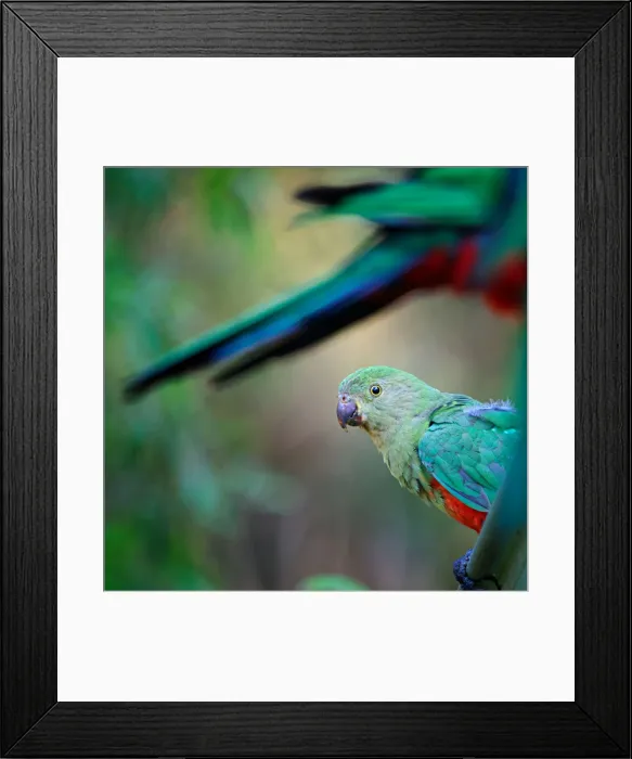 Framed Print : Friendly Australian Bird Framed Print : Friendly Australian Bird