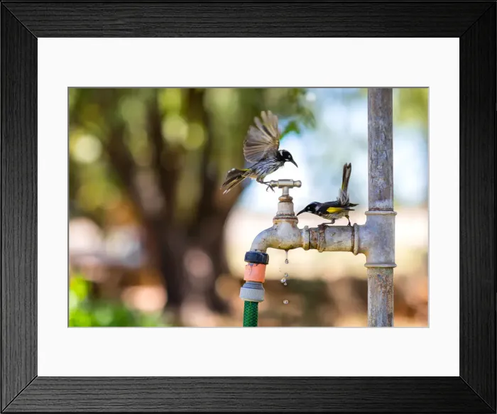 Framed Print : New Holland Honeyeaters during summer heatwave