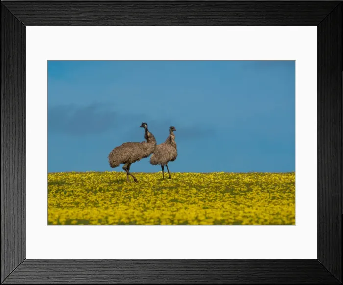 Framed Print : Emus in Canola Field Framed Print : Emus in Canola Field