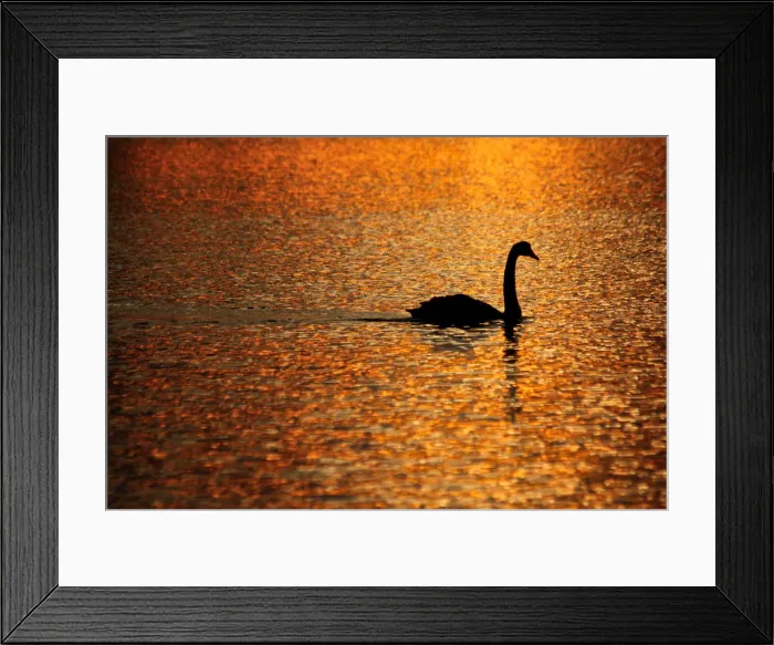 Framed Print : Orange Swan Sunrise