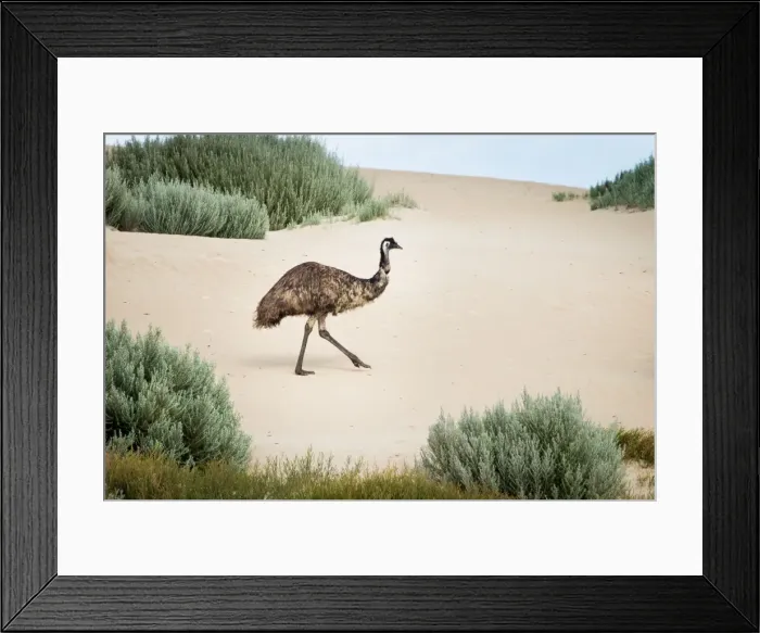 Framed Print : Emu in sand dunes. Coffin Bay. South Australia Framed Print : Emu in sand dunes. Coffin Bay. South Australia