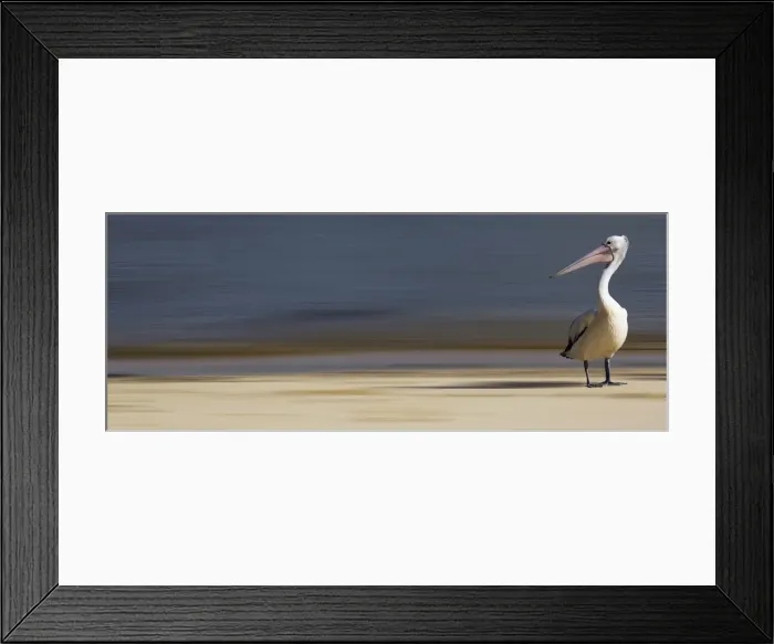 Framed Print : Pelican. Cairns Pelicans Queensland