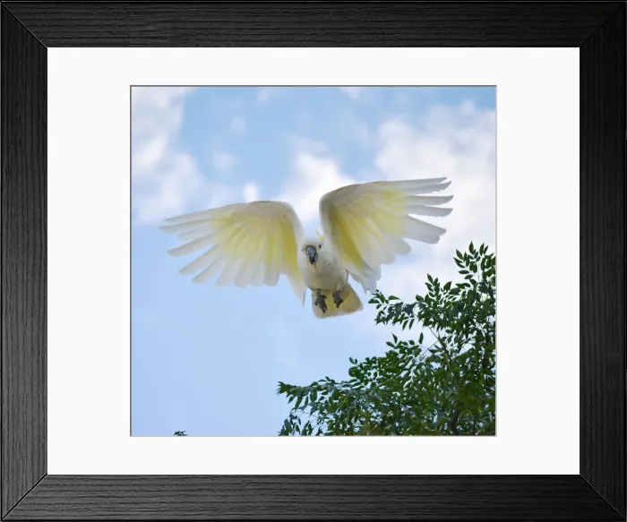 Framed Print : Sulpher crested cockatoo Framed Print : Sulpher crested cockatoo