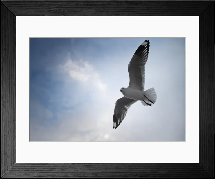 Framed Print : Seagull in flight Framed Print : Seagull in flight