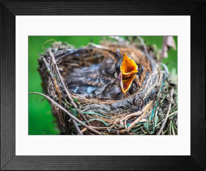 Framed Print : Birds in the nest Framed Print : Birds in the nest