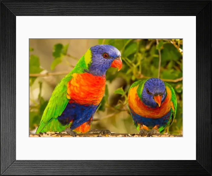 Framed Print : Rainbow lorikeets