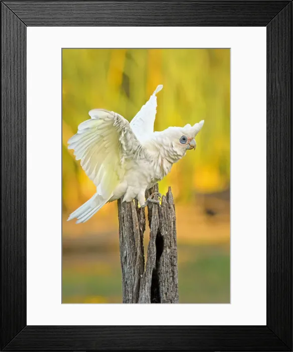 Framed Print : Balancing act Framed Print : Balancing act