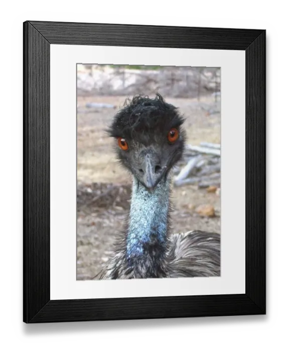 Framed Print : Emu Intensity Framed Print : Emu Intensity