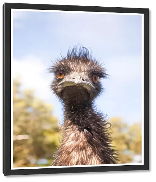 Emu looking at camera, close up, Australia