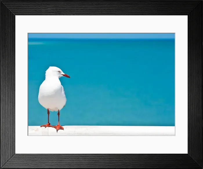 Framed Print : The best view