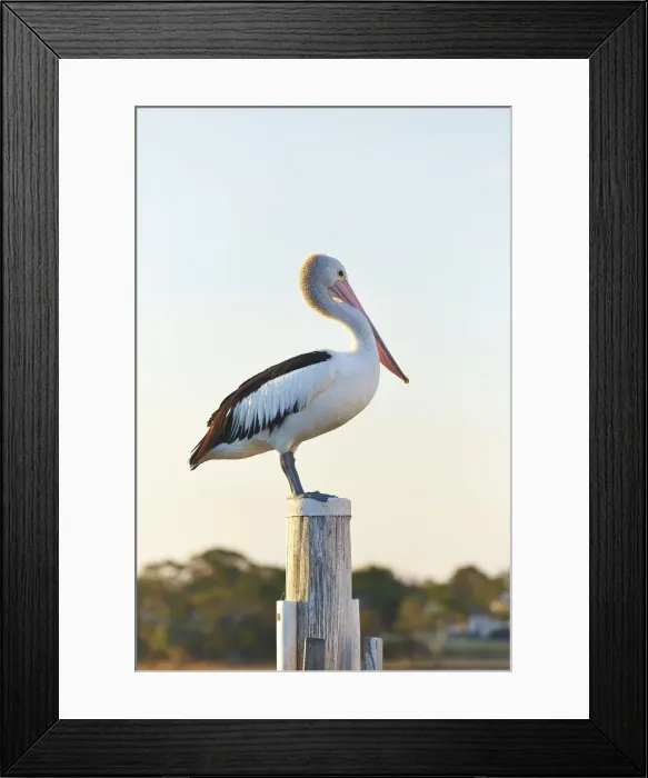 Framed Print : Pelican Framed Print : Pelican