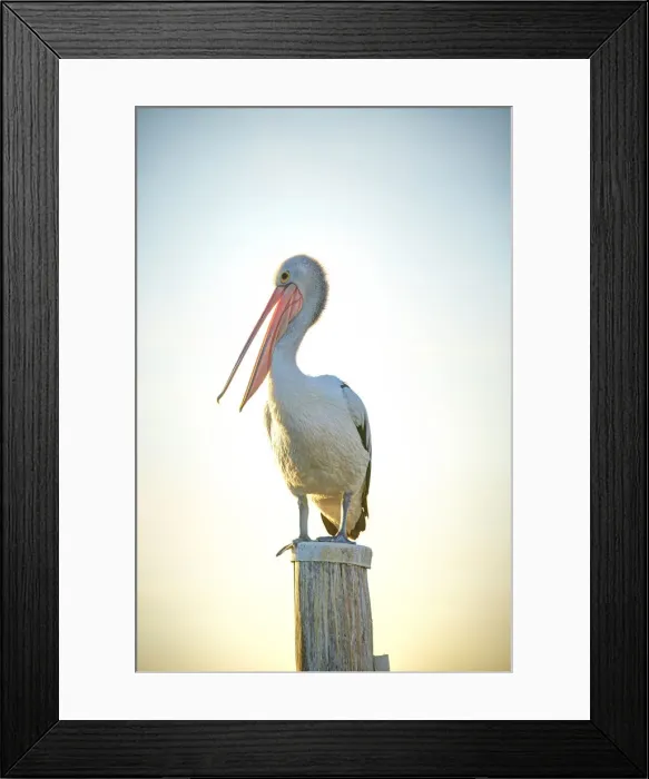 Framed Print : Pelican