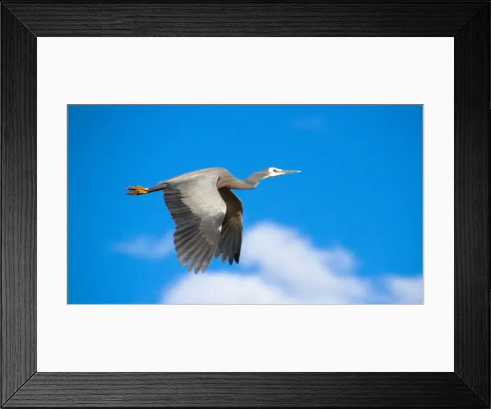 Framed Print : In Flight. White Faced Grey Heron - Sydney Olympic Park Framed Print : In Flight. White Faced Grey Heron - Sydney Olympic Park