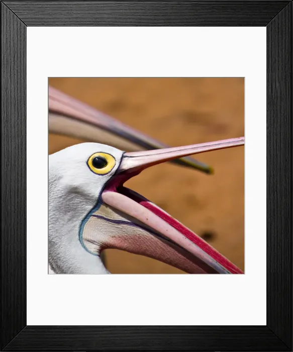Framed Print : Feed me. Some very curious, and hungry pelicans, at Long Reef Marine Reserve Framed Print : Feed me. Some very curious, and hungry pelicans, at Long Reef Marine Reserve