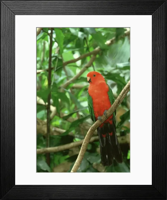 Framed Print : king parrot, alisterus scapularis, male, eastern australia