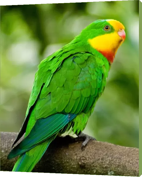 Superb (Barraband) Parrot