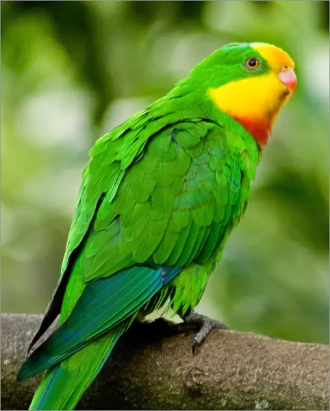 Superb (Barraband) Parrot