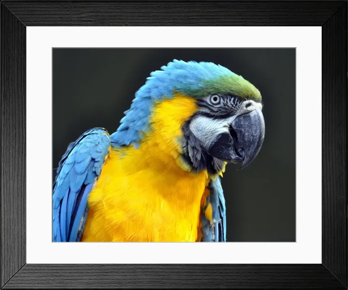Framed Print : Blue and yellow Macaw