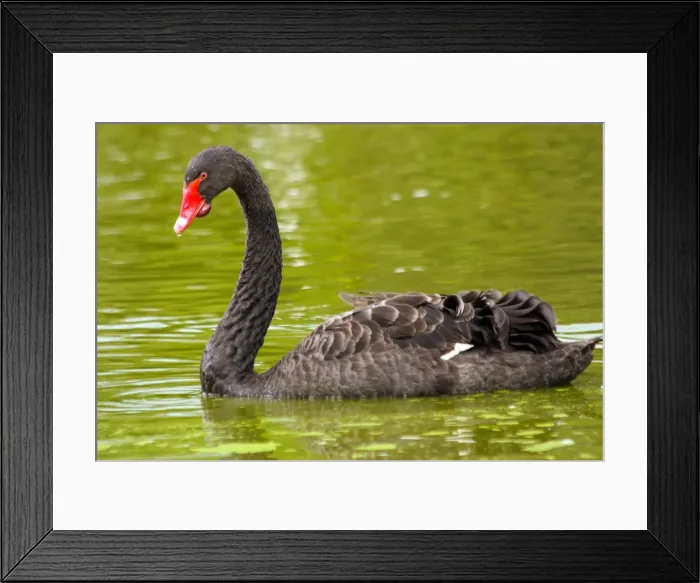 Framed Print : Black Swan. Cygnus atratus. Australia Framed Print : Black Swan. Cygnus atratus. Australia