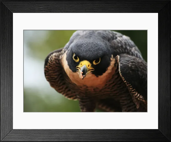 Framed Print : Keep your eyes off Framed Print : Keep your eyes off