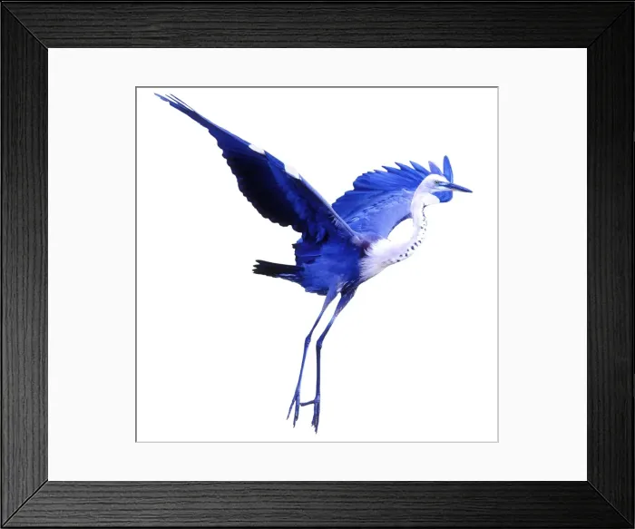 Framed Print : Blue Heron