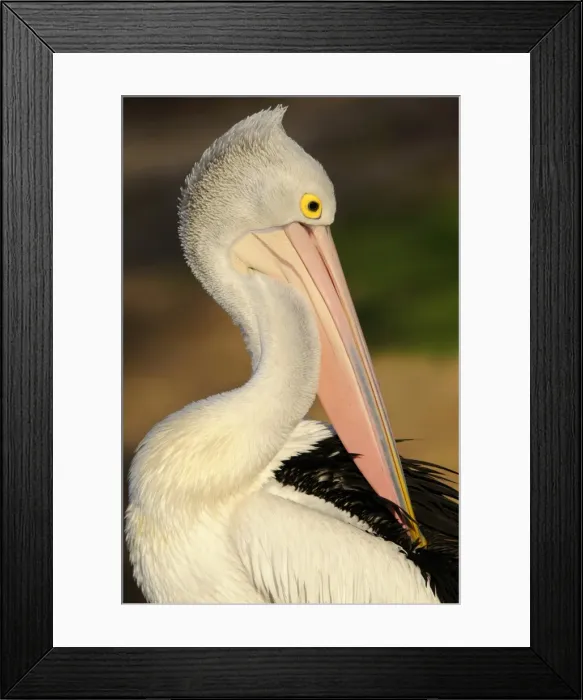 Framed Print : Australian Birds