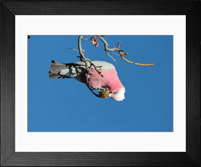 Framed Print : Shes a galah