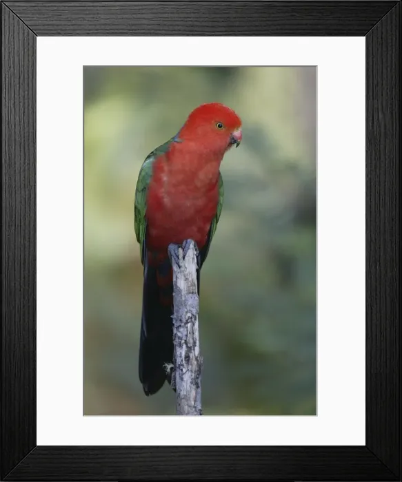 Framed Print : Australian King Parrot, male, Australia / (Alisterus scapularis scapularis) Framed Print : Australian King Parrot, male, Australia / (Alisterus scapularis scapularis)