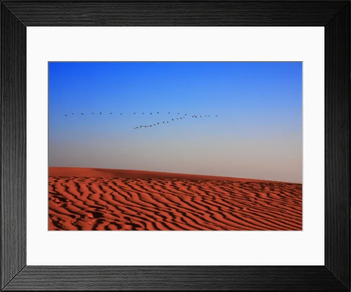 Framed Print : Pelicans Flying over Sand Dunes