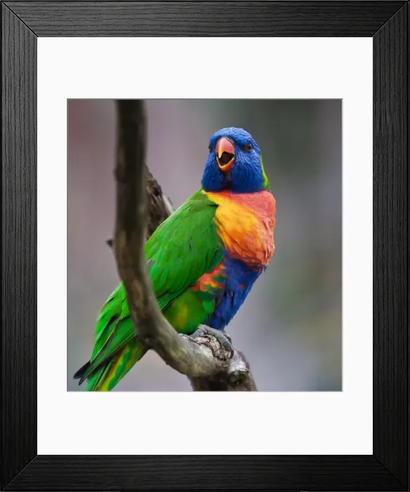 Framed Print : Rainbow Lorikeet