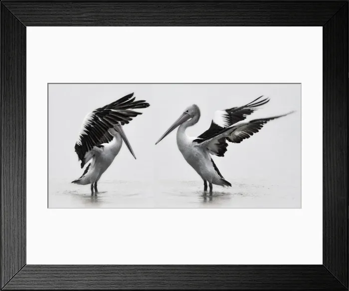 Framed Print : White Pelicans Framed Print : White Pelicans