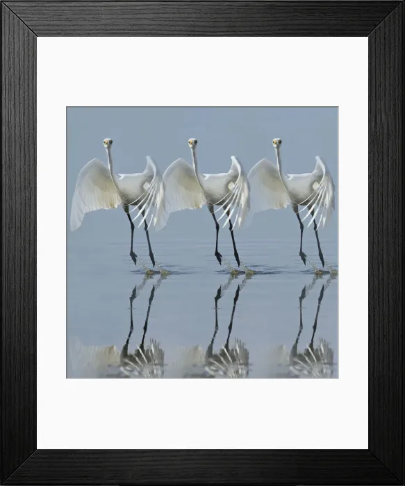 Framed Print : Little egret Framed Print : Little egret