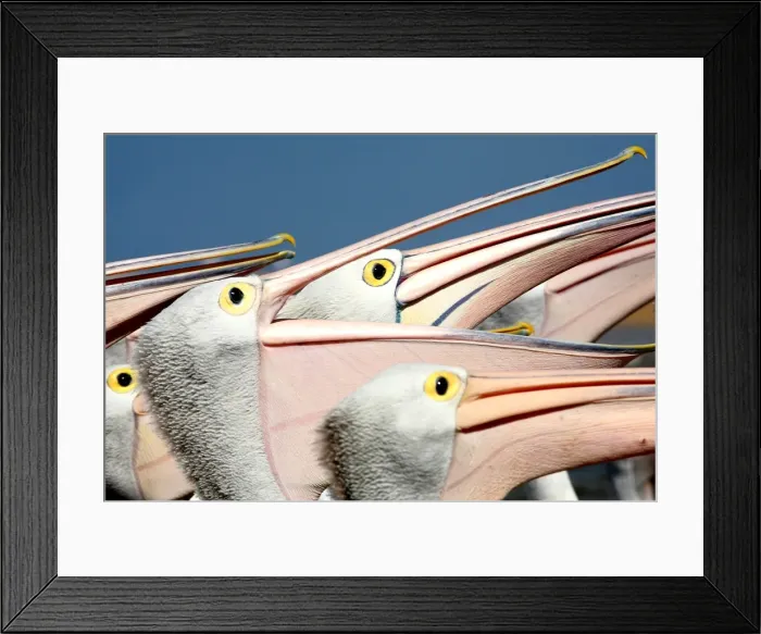 Framed Print : Pelicans (Eyes Have It)