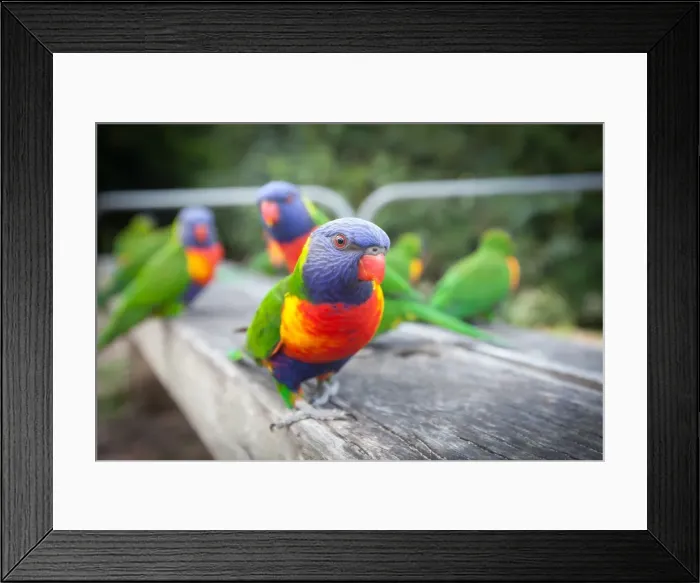 Framed Print : Rainbow Lorikeet (Trichoglossus Haematodus)