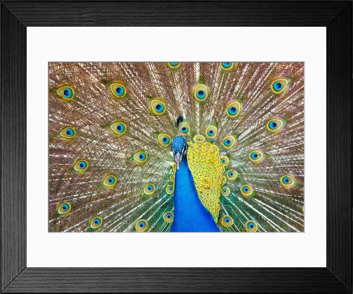 Framed Print : Mesmerised feathers Framed Print : Mesmerised feathers